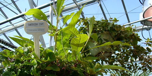 Bioscience Greenhouses