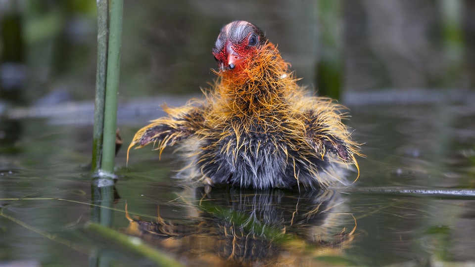 Fashionably late: Study finds order in ornamentation of young coots
