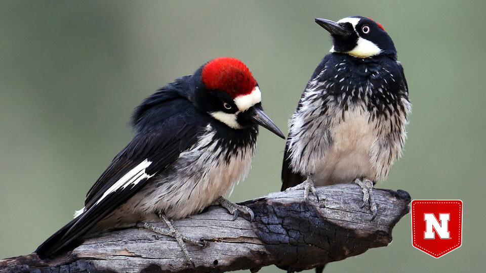 Wildlife smoke may curb movement, sociability of woodpeckers