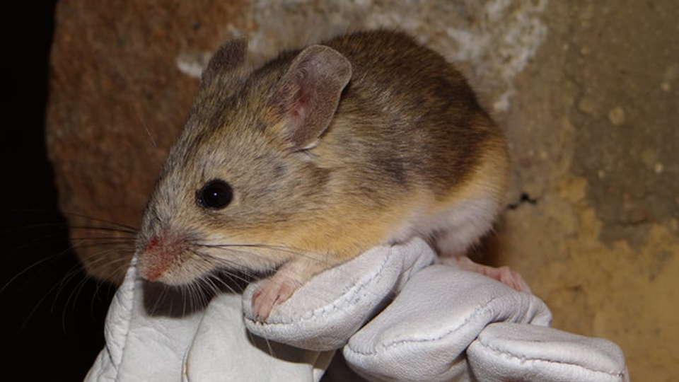 Mighty mouse: Storz discovers world’s highest-elevation mammal