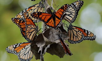 Monarch Butterflies Roosting