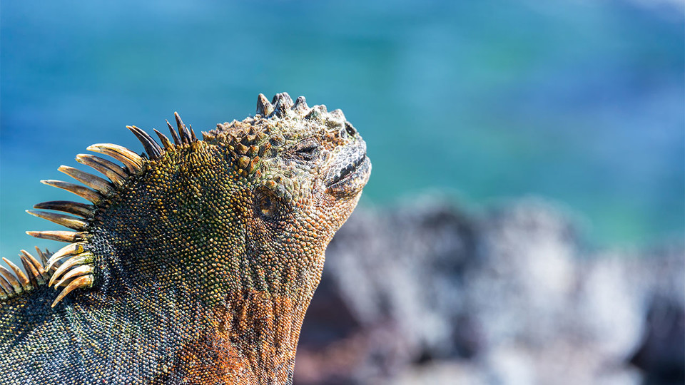 'Galapagos' to feature iguanas, finches, butterflies