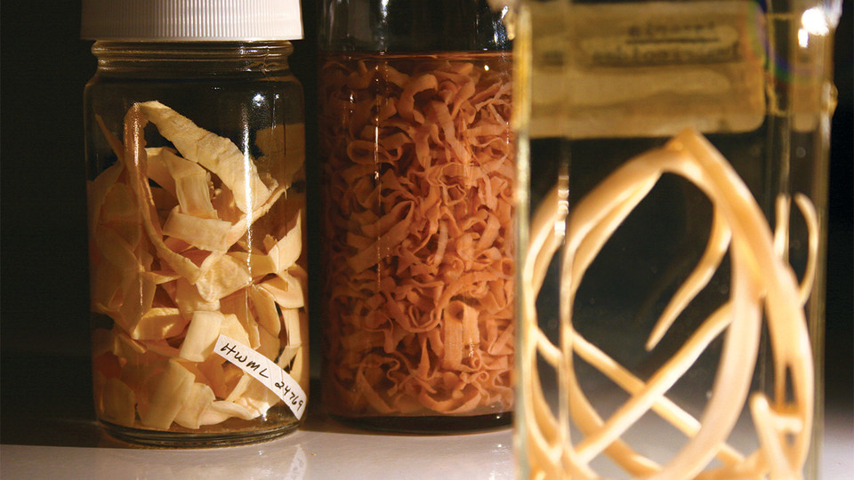Exhibition features Nebraska's world-class parasite collection 