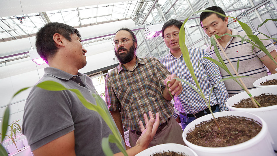 University leads research into heat-tolerant crops
