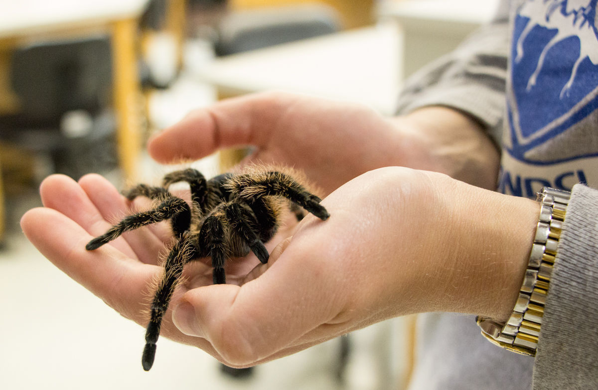 Spider-loving UNL professor studies how arachnids communicate 