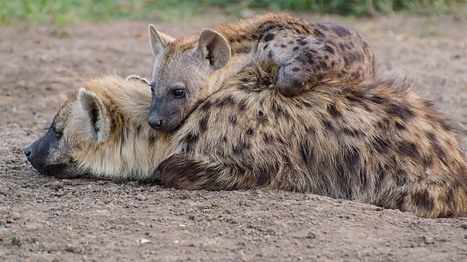 Great expectations? Falling short of status no laughing matter for hyenas
