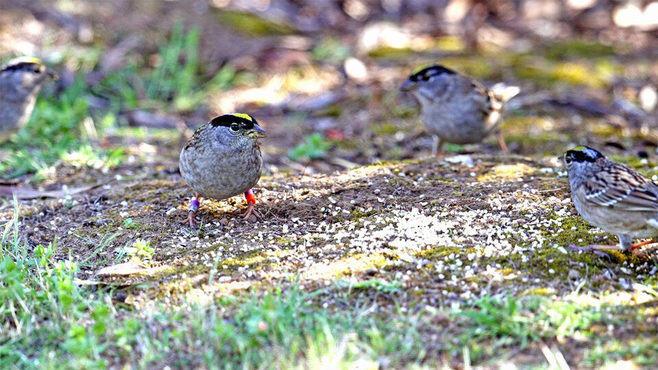 Flock together: Sparrows drift from favored spots after losing friends