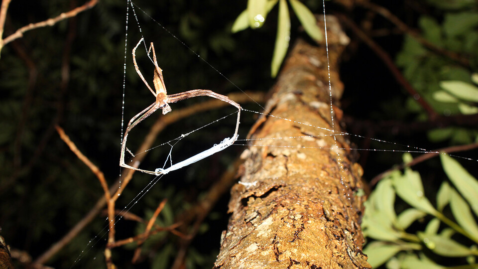 Look down, listen up: Wide-eyed spider relies on sound for airborne ambushes