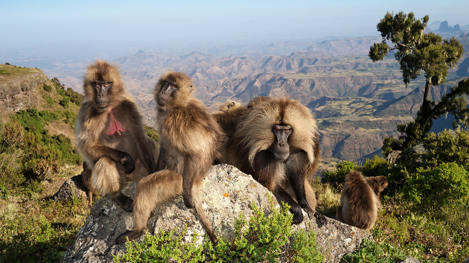 Analysis yields insights into adaptation of high-altitude primate