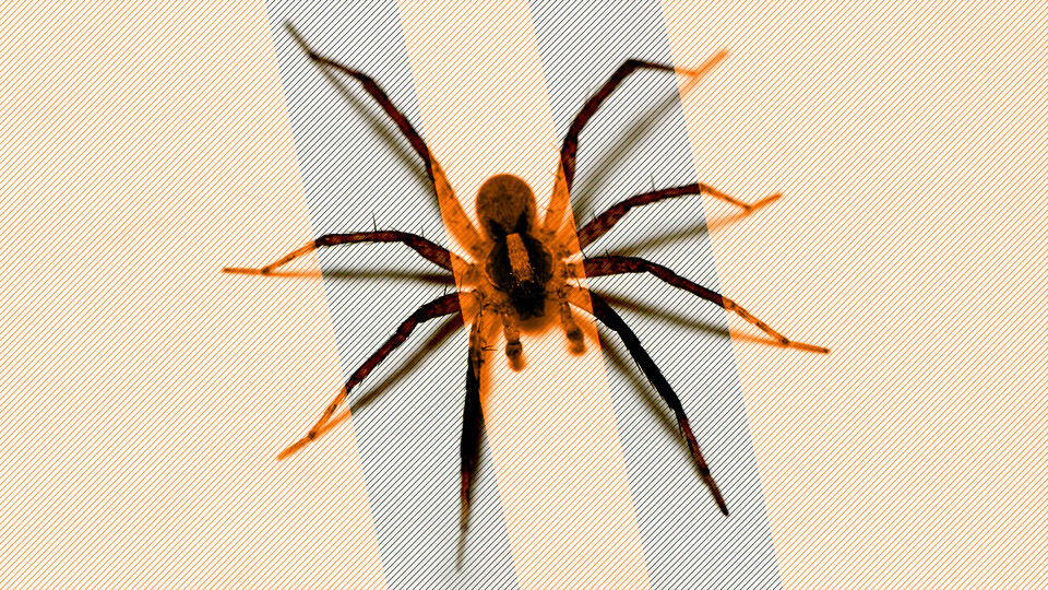 Arachtober 31st: The latest in Nebraska U’s spider research, outreach