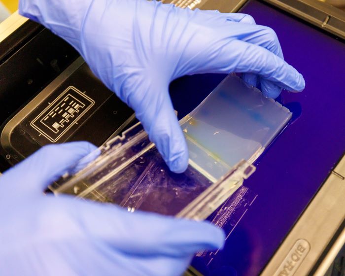 Student places a gel containing DNA into a GelDocGo machine.