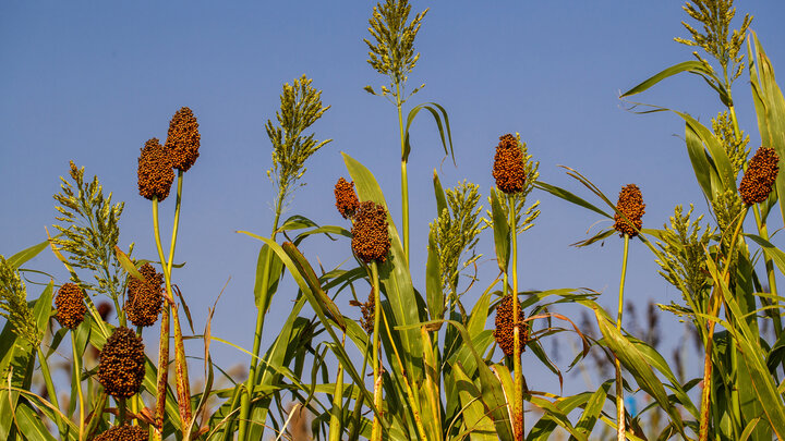 Sorghum plants in a field