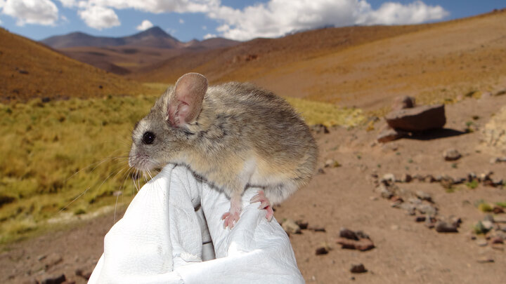 An Andean leaf-eared mouse is held in place by a white-gloved hand in front of a mountain landscape.