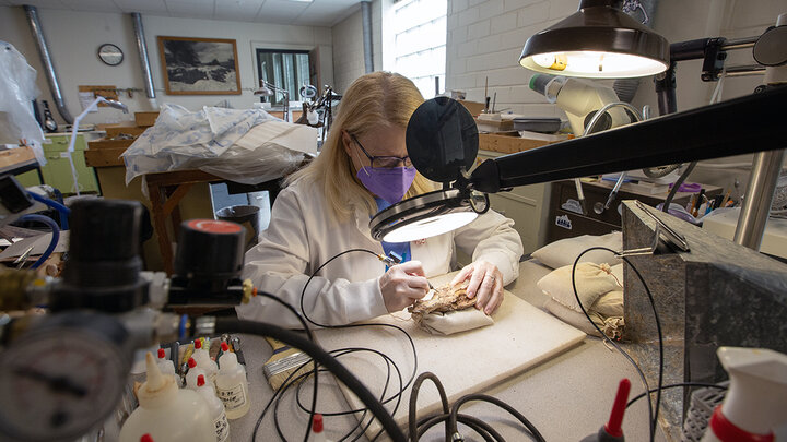 Carrie Herbel removing sediment from a fossil in a Nebraska Hall lab.